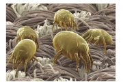 Dehumidifiers help you get rid of allergies caused by dust mites?